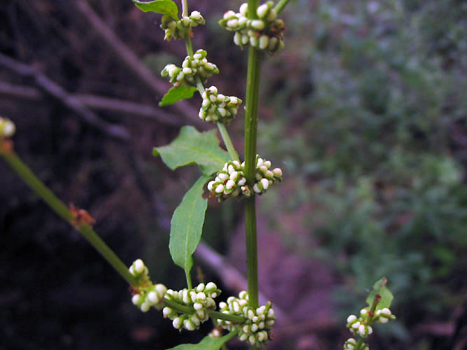 Detailed Picture 3 of Rumex conglomeratus