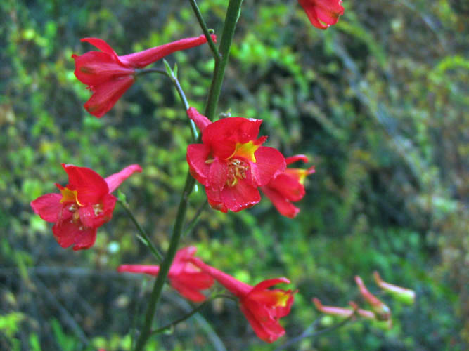 Detailed Picture 3 of Delphinium cardinale