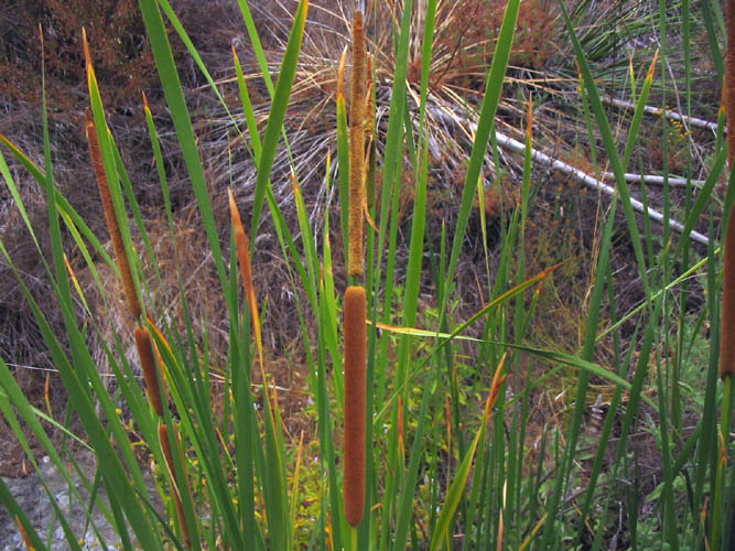 Detailed Picture 1 of Typha domingensis
