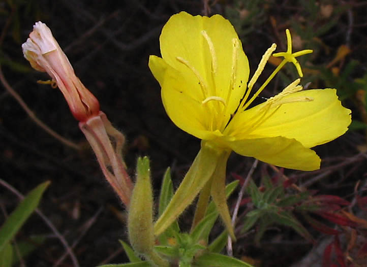 Detailed Picture 2 of Oenothera elata ssp. hirsutissima