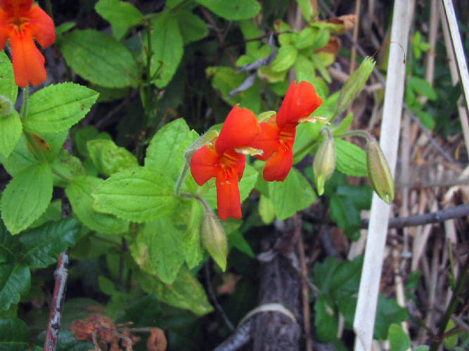 Detailed Picture 4 of Erythranthe cardinalis