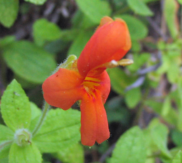 Detailed Picture 2 of Erythranthe cardinalis