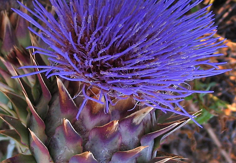 Detailed Picture 2 of Cynara cardunculus ssp. cardunculus