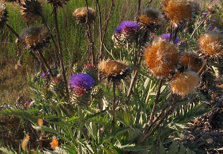 Detailed Picture 3 of Cynara cardunculus ssp. cardunculus