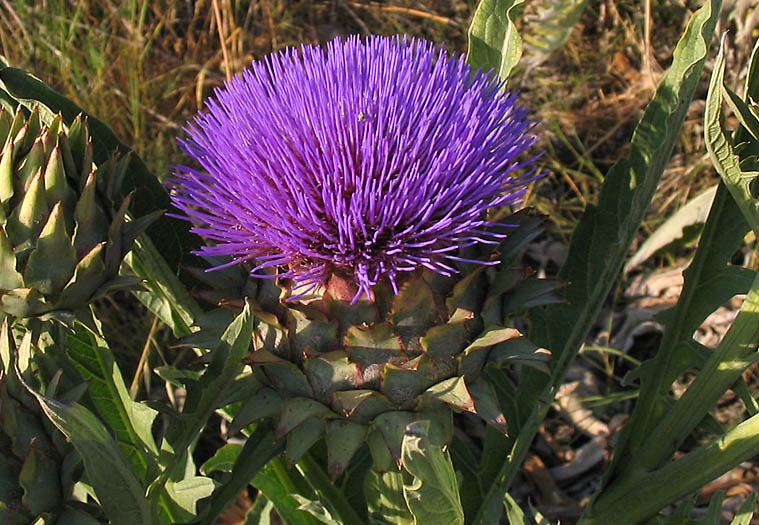 Detailed Picture 1 of Cynara cardunculus ssp. cardunculus