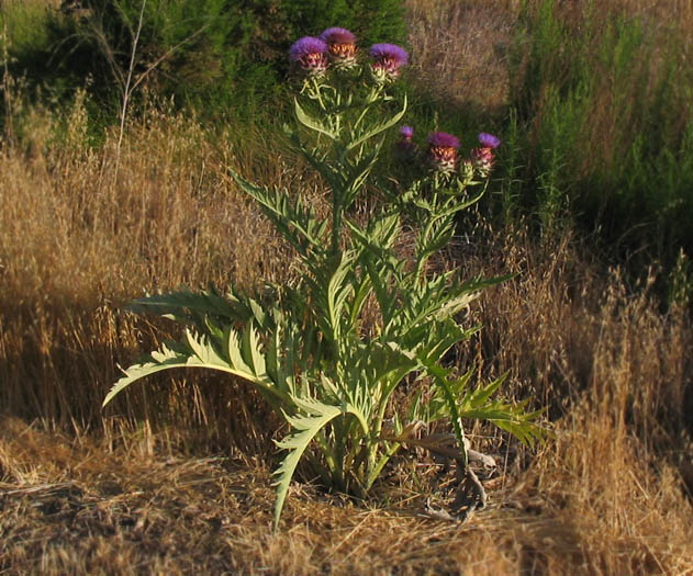 Detailed Picture 4 of Cynara cardunculus ssp. cardunculus