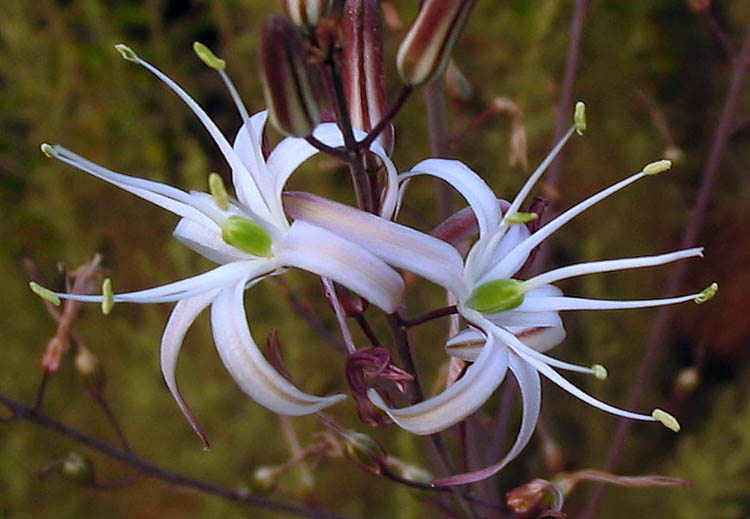 Detailed Picture 1 of Chlorogalum pomeridianum var. pomeridianum