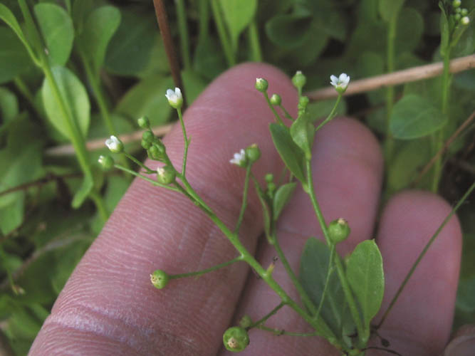 Detailed Picture 2 of Samolus parviflorus