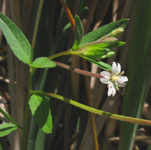 Detailed Picture 4 of Epilobium ciliatum ssp. ciliatum