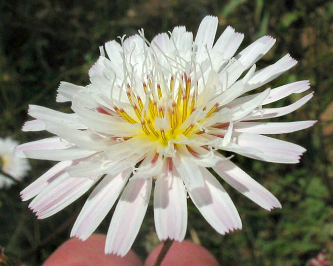 Detailed Picture 2 of Malacothrix saxatilis var. tenuifolia