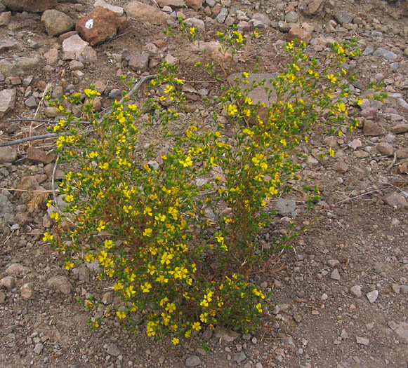 Detailed Picture 6 of Deinandra fasciculata