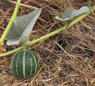 Detailed Picture 8 of Cucurbita foetidissima