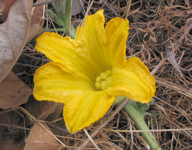 Detailed Picture 1 of Cucurbita foetidissima