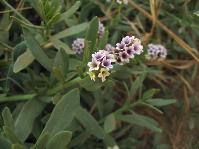 Detailed Picture 5 of Heliotropium curassavicum var. oculatum