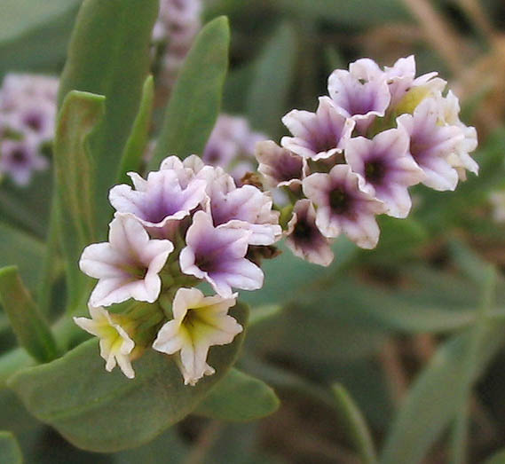 Detailed Picture 3 of Heliotropium curassavicum var. oculatum