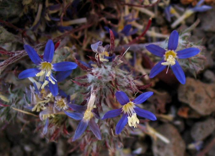 Detailed Picture 3 of Eriastrum sapphirinum