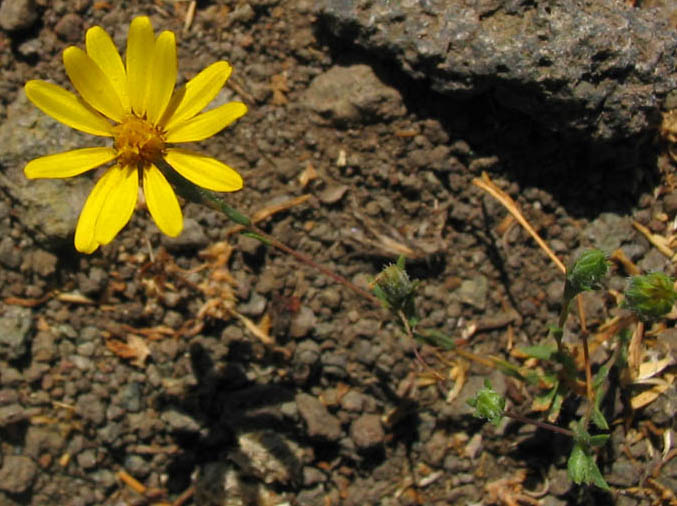 Detailed Picture 4 of Pentachaeta lyonii