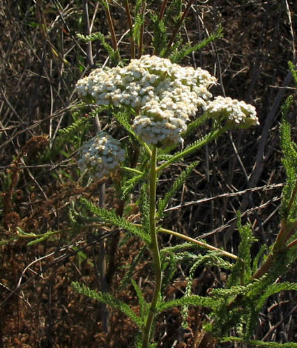 Detailed Picture 5 of Achillea millefolium