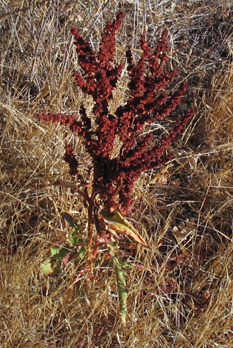 Detailed Picture 8 of Rumex crispus