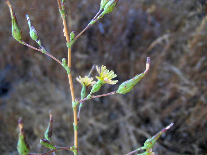 Detailed Picture 4 of Lactuca serriola