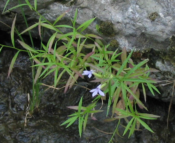 Detailed Picture 6 of Lobelia dunnii var. serrata