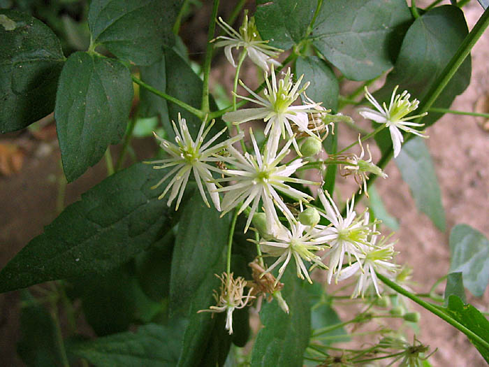 Detailed Picture 2 of Clematis ligusticifolia