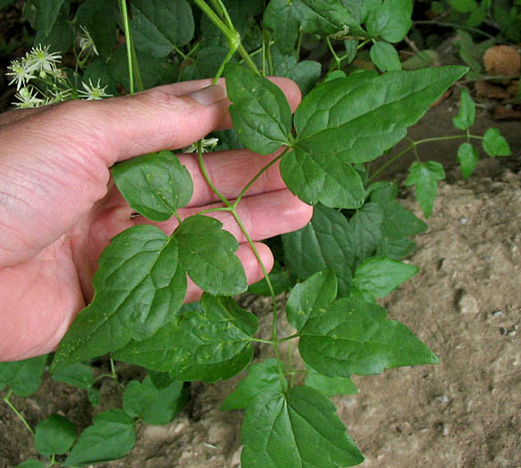 Detailed Picture 5 of Clematis ligusticifolia