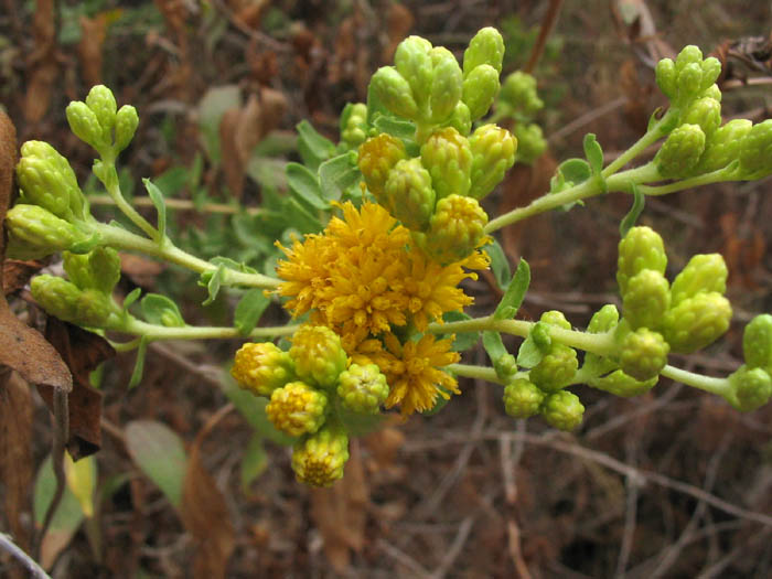 Detailed Picture 3 of Isocoma menziesii var. vernonioides