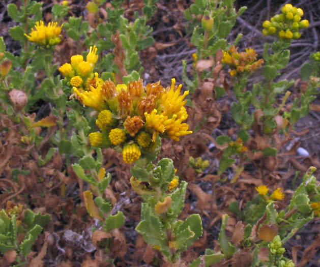 Detailed Picture 3 of Isocoma menziesii var. sedoides