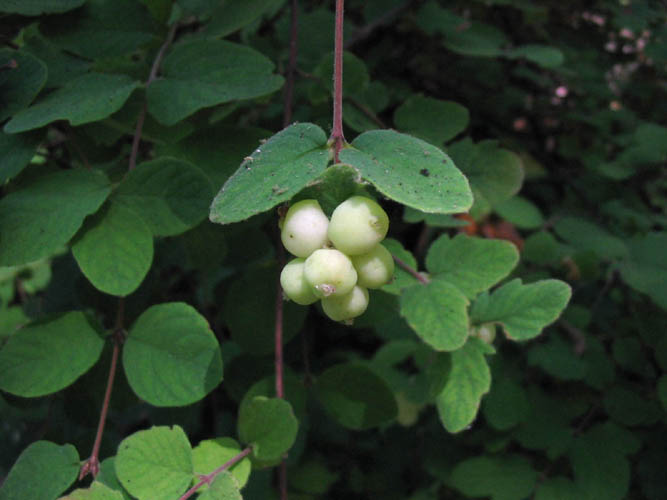 Detailed Picture 5 of Symphoricarpos mollis