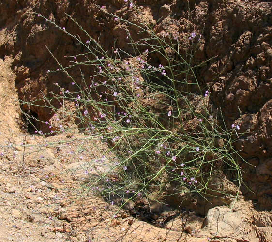 Detailed Picture 5 of Stephanomeria virgata