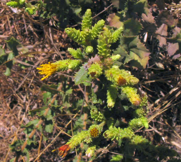 Detailed Picture 2 of Hazardia squarrosa var. grindelioides