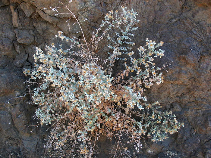 Detailed Picture 2 of Brickellia nevinii