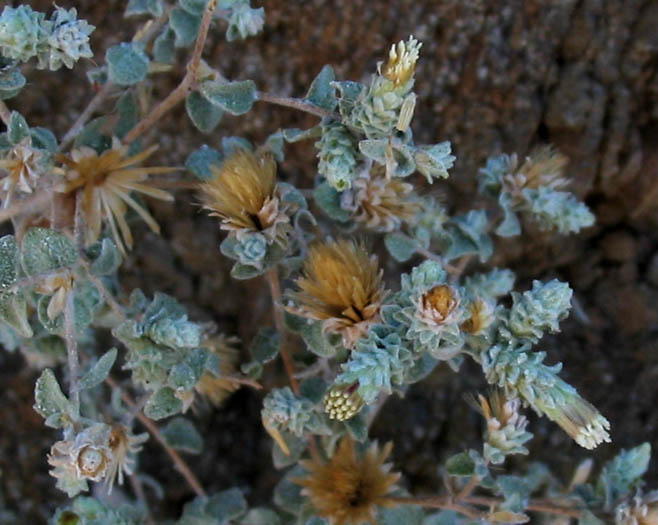 Detailed Picture 1 of Brickellia nevinii