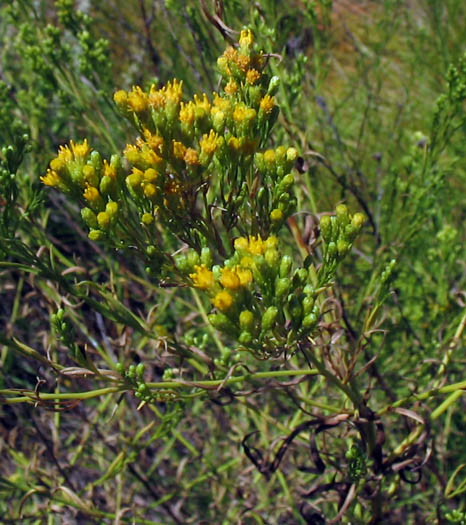 Detailed Picture 5 of Euthamia occidentalis