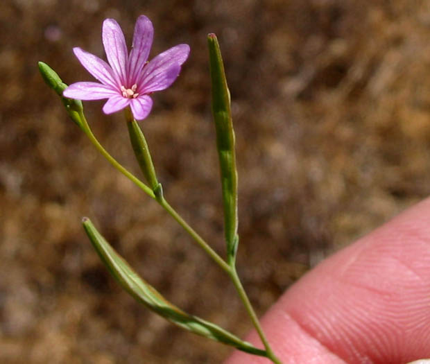 Detailed Picture 2 of Epilobium brachycarpum