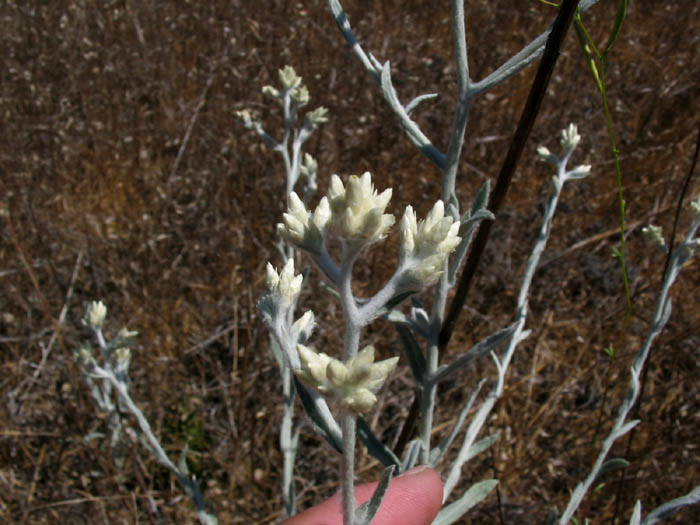 Detailed Picture 3 of Pseudognaphalium microcephalum