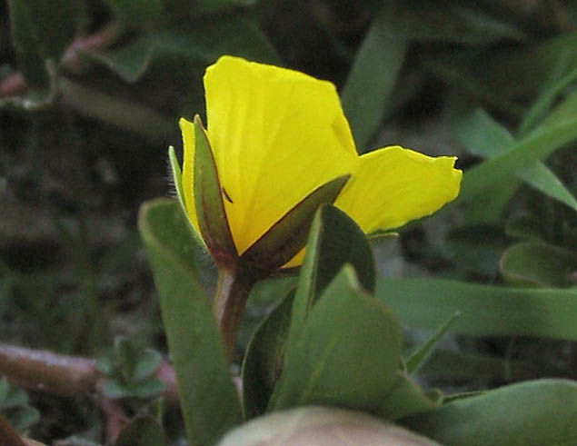 Detailed Picture 3 of Ludwigia peploides ssp. peploides