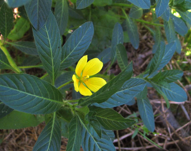 Detailed Picture 2 of Ludwigia peploides ssp. peploides