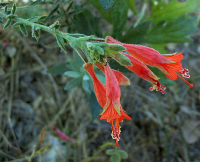 Detailed Picture 4 of Epilobium canum ssp. canum