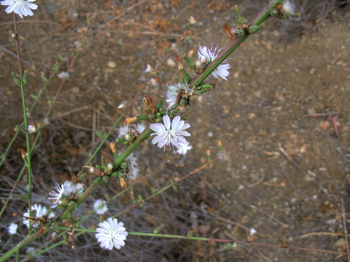 Detailed Picture 6 of Stephanomeria diegensis