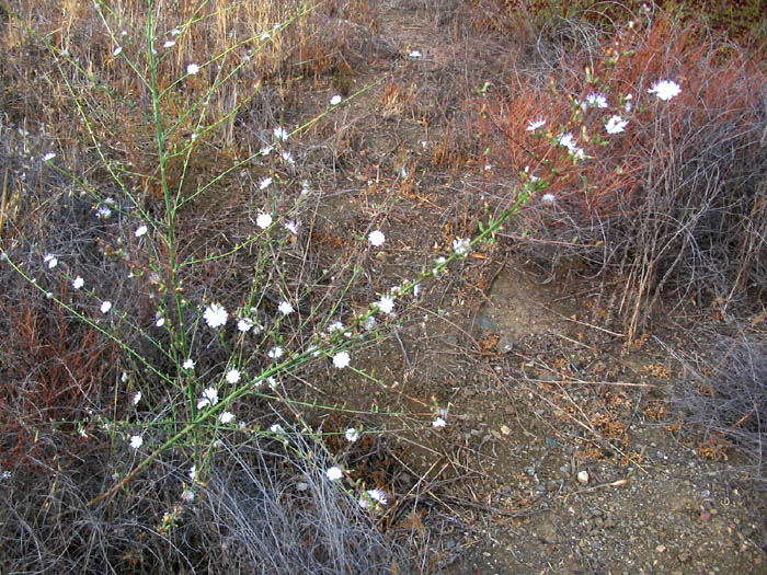 Detailed Picture 7 of Stephanomeria diegensis