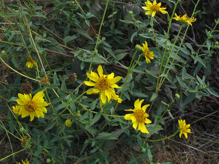 Detailed Picture 3 of Helianthus gracilentus