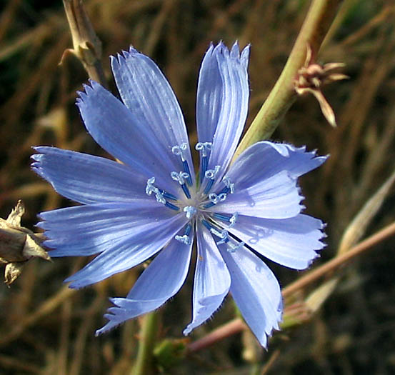 Detailed Picture 2 of Cichorium intybus