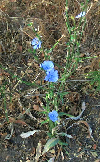 Detailed Picture 4 of Cichorium intybus