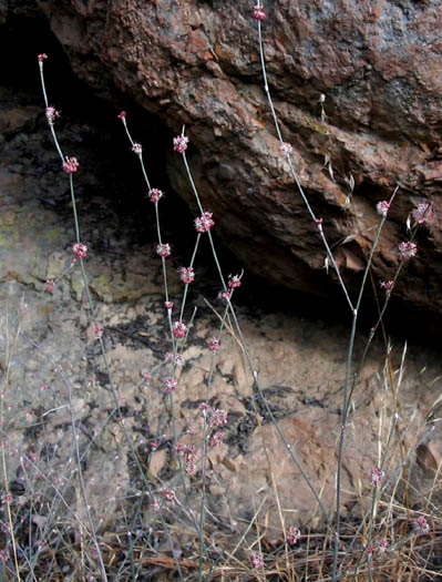 Detailed Picture 3 of Eriogonum elongatum var. elongatum