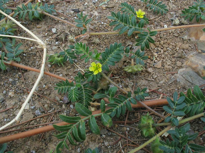 Detailed Picture 4 of Tribulus terrestris