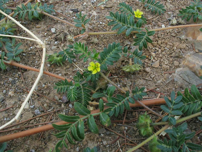 Detailed Picture 4 of Tribulus terrestris