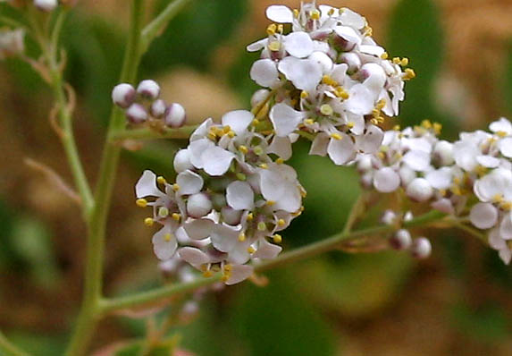 Detailed Picture 3 of Lepidium latifolium