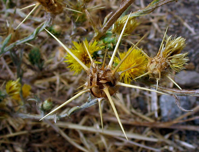 Detailed Picture 4 of Centaurea solstitialis